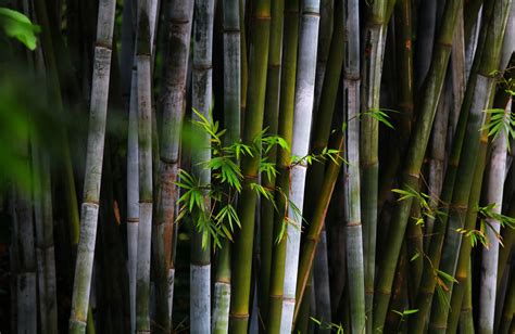 竹子照片